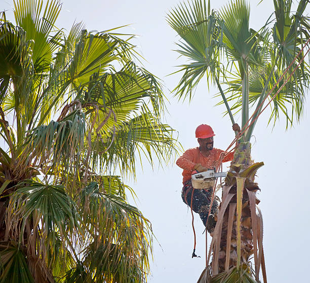 Best Tree Pruning Services  in Grifton, NC